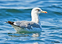 Larus californicus